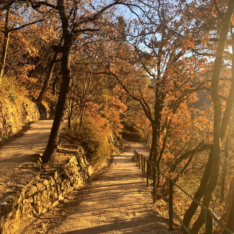 Lire la suite à propos de l’article Guide Complet pour la Marche Active en Forêt